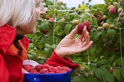 A woman picking raspberries