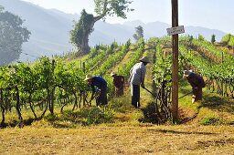 Workers in an oriental vineyard