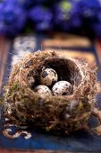 A nest with quails' eggs