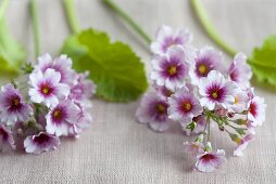 Lilac primroses