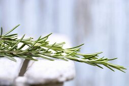 Sprigs of rosemary on wooden chair