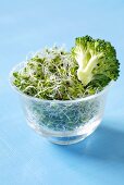 Broccoli sprouts and broccoli florets