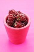 Frische Taybeeren (Kreuzung aus Him- und Brombeeren)