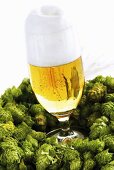 Glass of beer in hop wreath