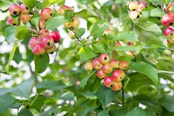 Japanese crab apples (Malus floribunda) on the tree