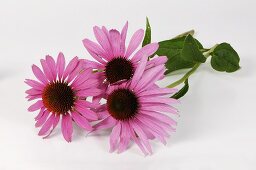 Purple coneflowers (Echinacea)