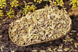 Fennel seeds in scoop