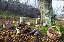 Chestnut harvest (Ardèche, France)