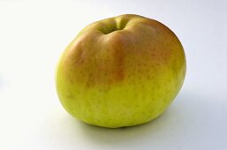 'Signe Tillisch' apple, an old variety