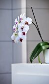 Orchidee im Blumentopf