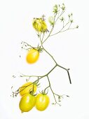 Organic yellow tomatoes (variety Teton de Venus)