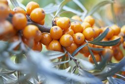 Sea buckthorn berries on branch