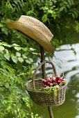 Basket of radishes and a hat