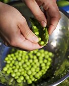 Shelling peas