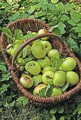 Organic Granny Smith apples in basket on grass
