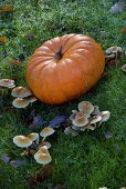 Pumpkin and mushrooms in grass