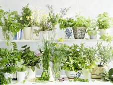 Many different fresh herbs in mugs, vases and pots