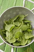 Freshly washed spinach in colander