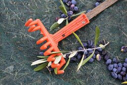 Freshly harvested olives on net with rake