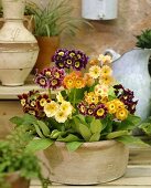 Mixed primulas (Primula pubescens)