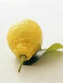 Citron with leaf