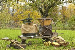Historic cider press, cider apple harvest out of doors