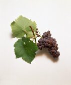 Grauburgunder-Traube mit Weinblättern