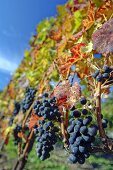 Blauburgunder grapes, late vintage vines