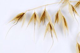 Slender wild oat (Avena barbata)