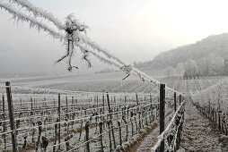 Hoar frost in a vineyard near Bad Dürkheim, Palatinate, Germany