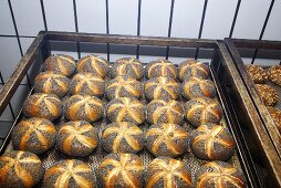 Poppy seed rolls on a baking tray