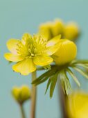 Yellow spring flowers