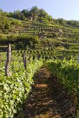 Landscape of vines, Valtellina, Lombardy, Italy