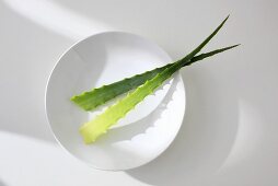 Aloe-Vera-Blätter