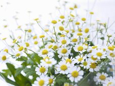 Chamomile flowers