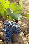 Tinta Cao grapes on soil