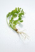 Coriander with root