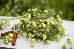 A wreath of hops