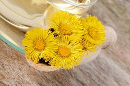 Coltsfoot tea (Tussilago farfara)