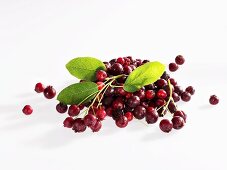 Serviceberries on twig