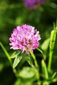 Clover flower