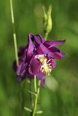 Aquilegia with violet blossom