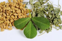 Fenugreek (seeds, fresh and dried leaves)