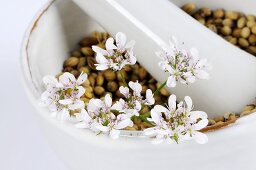 Coriander seeds with flowers in mortar