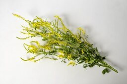 Yellow melilot with flowers