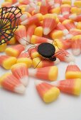 Candy corn with spider and cobweb for Halloween