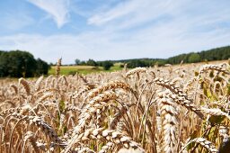 Wheat field