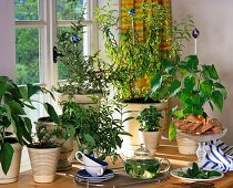 Tea herbs: Salvia dorisiana, Stevia, Nashia, Lippia citriodoro (lemon verbena), Orthosiphon