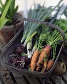 Carrots, red onions and leeks in trug