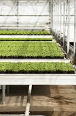 Various herbs in a greenhouse